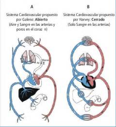 A  Sistema Circulatorio según Galeno. Nótese el papel ...