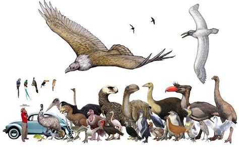 A size chart of the largest extinct Bird species : Naturewasmetal ...