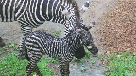 A stripy gift for Christmas | Auckland Zoo