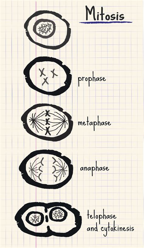 A Study of the Basic Difference Between Mitosis and ...