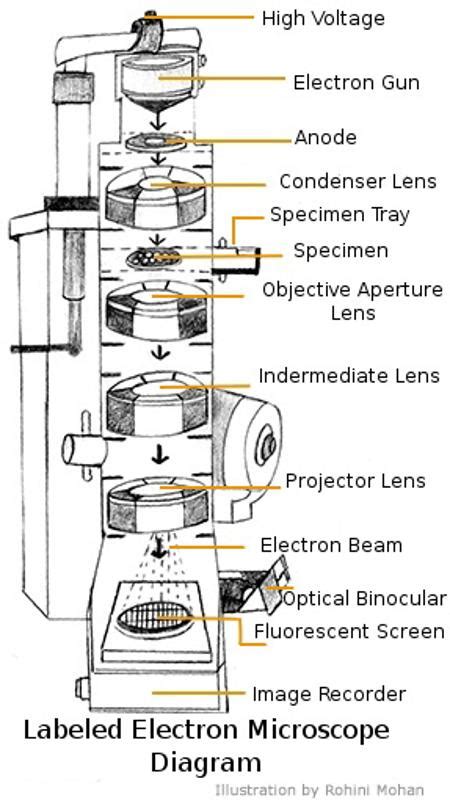 A Study of the Microscope and its Functions With a Labeled ...