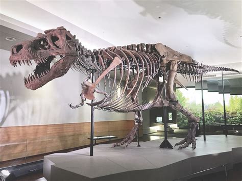 A T Rex named Sue | The Spokesman Review