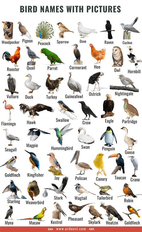 A to Z Bird Names List in English with Pictures   Download ...