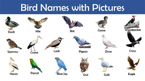A to Z Bird Names List in English with Pictures Pdf   MechMass