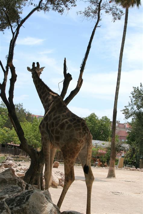 a touch of lisbon: Zoo de Lisboa