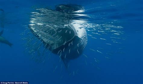 A very large sardine supper: Giant whale caught on camera ...