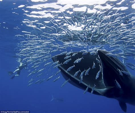 A very large sardine supper: Giant whale caught on camera ...