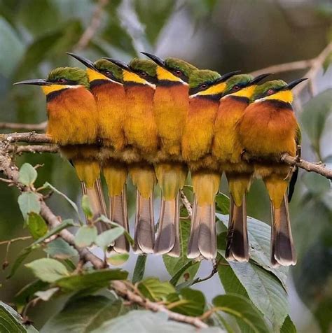 A well trained chorus of Cinnamon breasted bee eaters ...