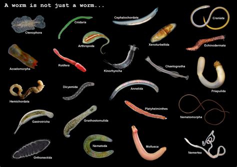 A worm is not just a worm...   Dr. Ross Piper