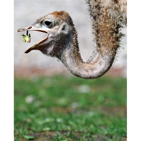 A young ostrich eats in its enclosure at the zoo in ...