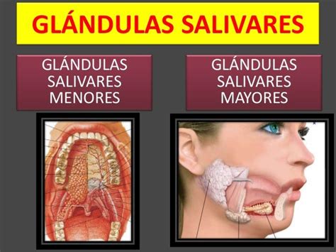 A32 n glandulas salivales