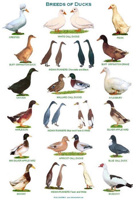 A4 Laminated Posters. Breeds of Ducks | Chickens | Duck ...
