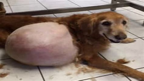 Abandonó a su perro con un tumor de 19 kilos y la ...