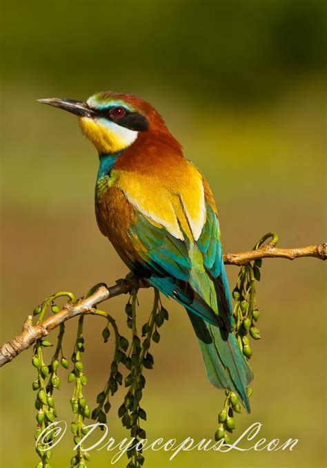 Abejaruco común  Merops apiaster  | Beautiful birds, Birds ...