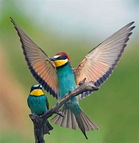 Abejaruco común  Merops apiaster  | Bee eater, Birds, Animals