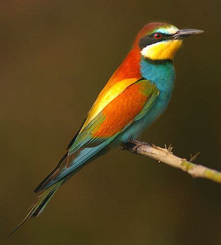 Abejaruco común  Merops apiaster  | Birds, Amazing nature ...