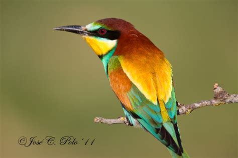 Abejaruco común  Merops apiaster  | Birds, Animals, Bird