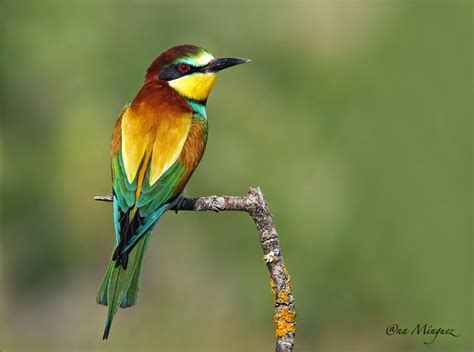 Abejaruco común  Merops apiaster  | นกสีสวย