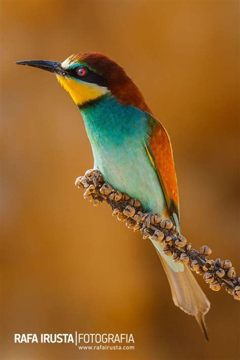 Abejaruco de Huelva by Rafa Irusta | Beautiful birds ...