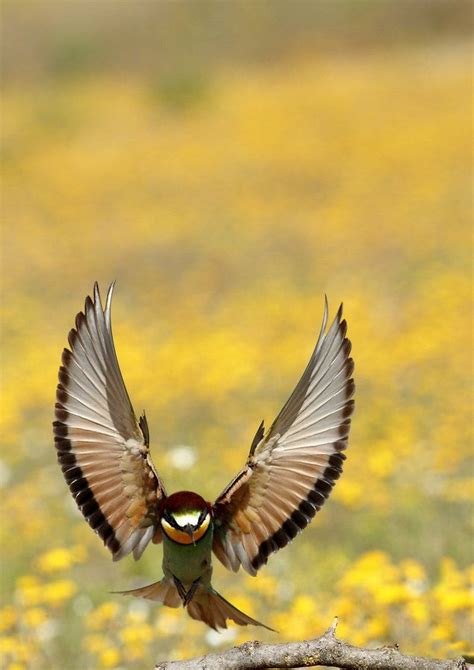 Abejaruco en vuelo by José Antonio Gómez | Beautiful birds ...
