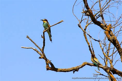 Abejaruco europeo  Merops apiaster : En las ramas de un ...