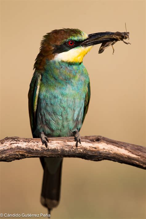 ABEJARUCO EUROPEO   Merops Apiaster | Observatorio de la ...