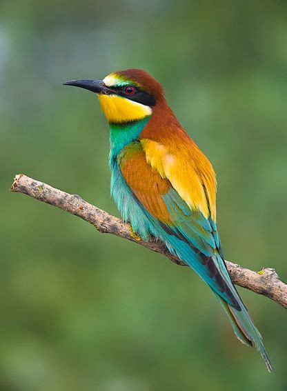 Abejaruco  Merops apiaster  | Pinturas de aves, Pájaros de ...