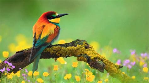 Abejaruco: Todo lo que debes saber sobre estas aves