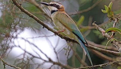 Abejarucos: Características, Colores, Canto, Hábitat ...