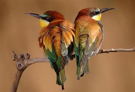 Abejarucos  Merops apiaster  ~ Francisco Hoyos | Pájaros ...
