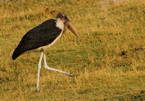 Abejarucos... y otros animales: Chobe River Front: ¡más aves todavía!