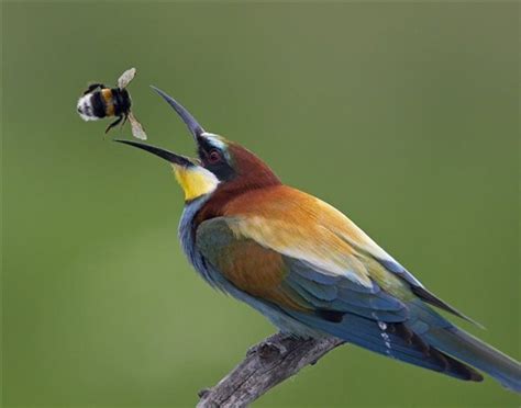 Abejas y pájaros ‘claves’ en la alimentación del planeta   Aggregatte