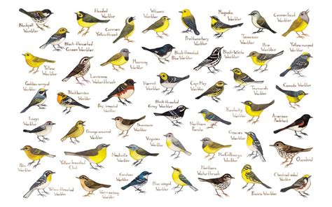 About Birds Archives   Birding World