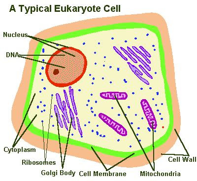 About Mutation: Eukaryotic