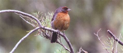 ABRIENDO MENTES: Bolivia tiene 13 especies de aves en peligro de extinción