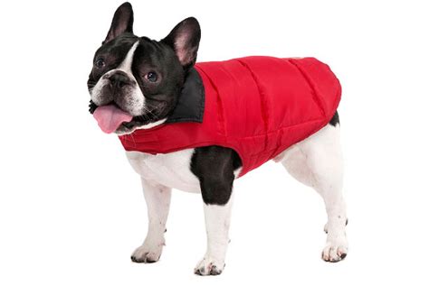 Abrigos para perros grandes y pequeños: online y baratos ...