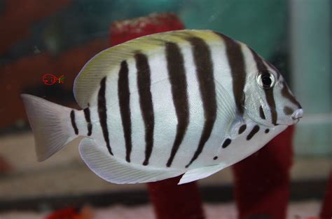 Absolutely Fish | Marine Fish for Sale – Tangs ...