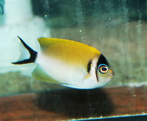 Absolutely Fish Photo Gallery   Angelfish