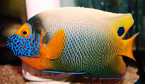 Absolutely Fish Photo Gallery   Angelfish