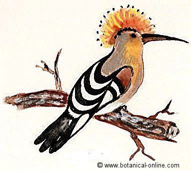 Abubilla, ave: características. | Beautiful birds, Birds ...
