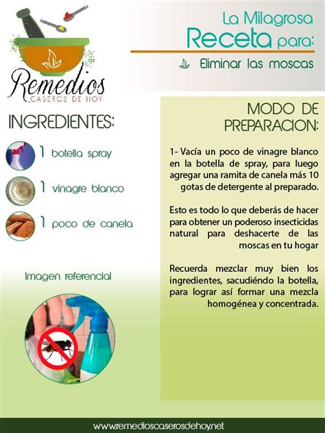 Acaba con las moscas en tu hogar con esta receta. | Nutrition careers ...