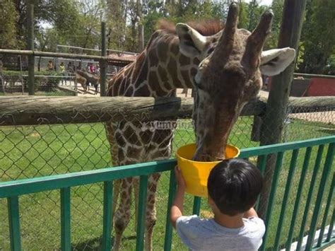 Acceso a zoológico precio niños en Irapuato 2 hrs ...