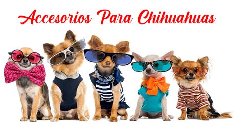 Accesorios para perros Chihuahua consiente tu Mascota