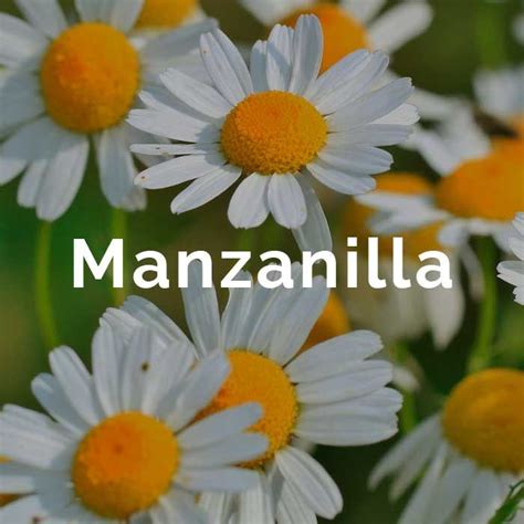Aceite Esencial Manzanilla | Hacer aceites esenciales, Aceite, Aceite ...