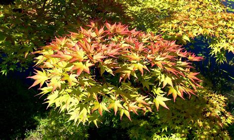 Acer palmatum . Arce japonés, arce enano, arce palmado púrpura. | Acer ...