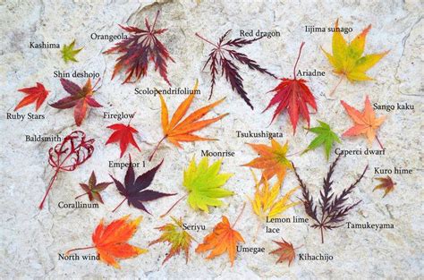 Acer palmatum: especies y colores otoñales   Comunidad ...
