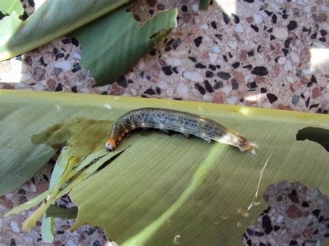Achiras: unos gusanos se están comiendo sus hojas