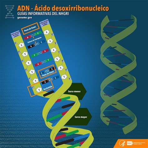 Ácido desoxirribonucleico  ADN  | NHGRI