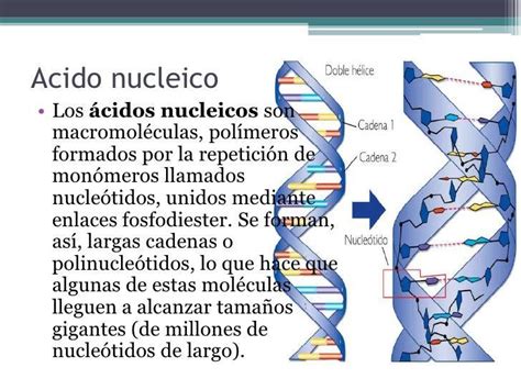 ácido nucleico conformado por una sola cadena   Brainly.lat