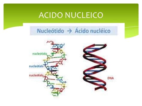 Acido nucleico